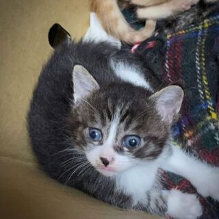 福島県 福島市の里親募集｜ジモティー