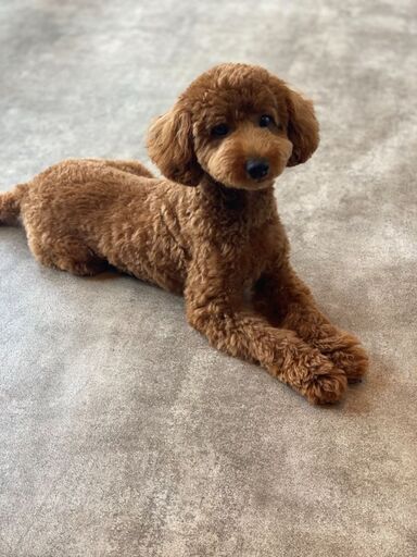 トイプードル レッド オス7ヶ月 ミツ 流山の犬の里親募集 ジモティー トイプードル レッド オス7ヶ月 ミツ 流山の犬の里親募集 ジモティー