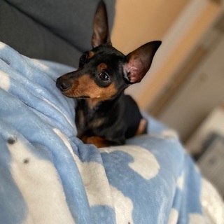 茨城県の犬の里親募集 ジモティー 茨城県の犬の里親募集 ジモティー