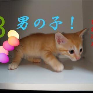 子猫たちの新しい飼い主さんを募集しています！ - 猫