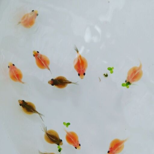 ぷち金魚市場ちょうちんパール 出目金出来ました ぺぺまろ 倉敷のその他の無料広告 無料掲載の掲示板 ジモティー