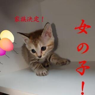 子猫たちの新しい飼い主さんを募集しています！ - 水戸市