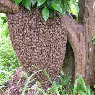 【2022年6月受付中】蜜蜂の保護、移動を無料で承ります。
