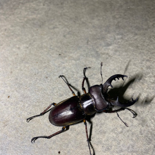 ミヤマクワガタ 天然 生きています