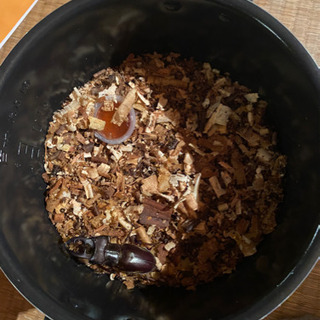 ミヤマクワガタ　天然　生きています