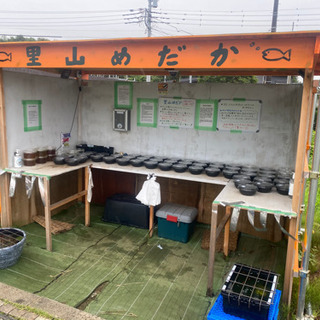 【ネット決済】メダカ＆タマミジンコ　里山公園前のめだか無人販売所...