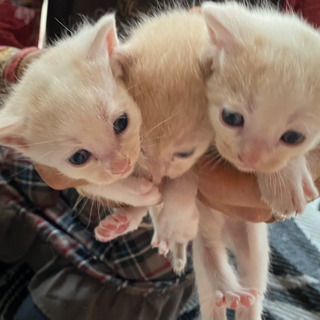 子猫3兄妹💖