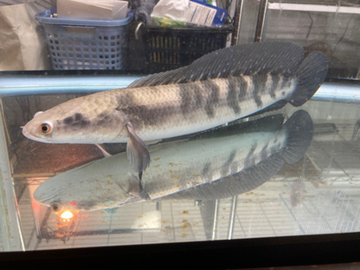 (岐阜)ロイヤルトーマン35〜40cm