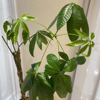 植木　無料　パキラ約165cm
