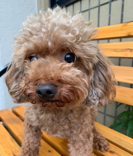 トイ プードル女の子里親募集中 プリベ動物病院 運動公園前の犬の里親募集 ジモティー