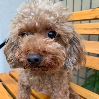 トイ プードル女の子里親募集中 プリベ動物病院 運動公園前の犬の里親募集 ジモティー