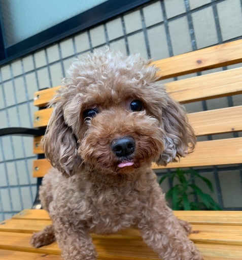 トイ プードル女の子里親募集中 プリベ動物病院 運動公園前の犬の里親募集 ジモティー