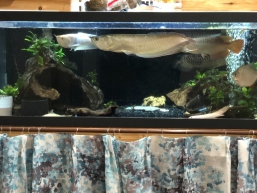 熱帯魚　シルバーアロワナ50+センチ　目ダレ無し