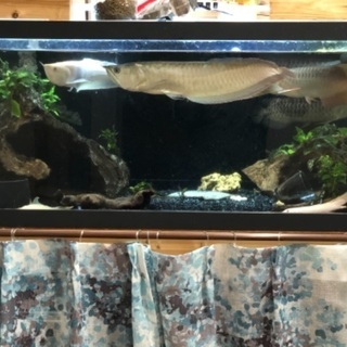 【メール便無料】 シルバーアロワナ50+センチ 熱帯魚 目ダレ無し その他 - その他