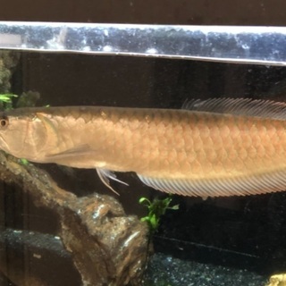 【新品、本物、当店在庫だから安心】 熱帯魚 シルバーアロワナ50+センチ 目ダレ無し - その他 その他