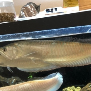 熱帯魚 シルバーアロワナ50+センチ 目ダレ無し - その他
