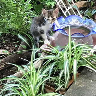 元気な3ヶ月の雌のトラ猫