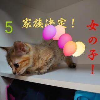 子猫たちの新しい飼い主さんを募集しています！ - 里親募集