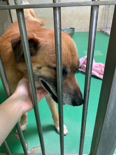 垂れ耳の若くて人が大好きな男の子です新しい家族を探しています Riri Ann 大村のその他の里親募集 ジモティー 垂れ耳の若くて人が大好きな男の子です新しい家族を探しています Riri Ann 大村のその他の里親募集 ジモティー