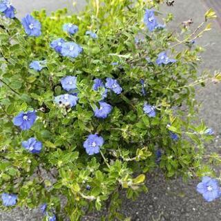 中古アメリカンブルーが無料 格安で買える ジモティー