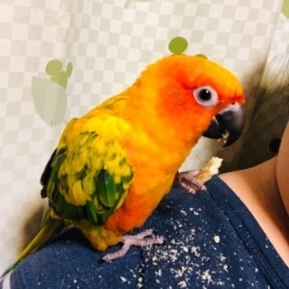 問い合わせ多く一旦ストップします。コガネメキシコインコ　もうすぐ...