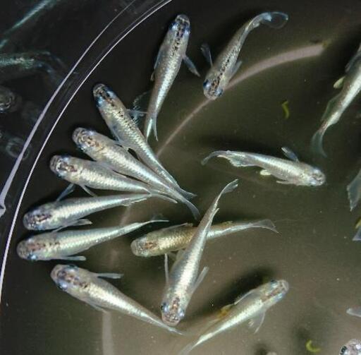 鱗光ロングフィン✨【筑後めだか様血統】若魚 2ペア(4匹)＋α(1匹) 計5匹 数量限定❗県外発送可能