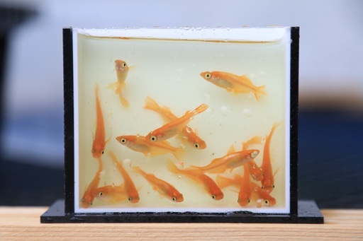 初心者メダカ飼育スタートセットメダカ30匹と50lケース ヒデ 筑紫野のその他の中古あげます 譲ります ジモティーで不用品の処分 初心者メダカ飼育スタートセットメダカ30匹と50lケース ヒデ 筑紫野のその他の中古あげます 譲ります ジモティーで不用品の処分