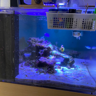 水槽一式、生体一式