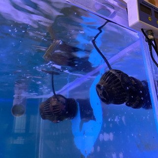 水槽一式、生体一式