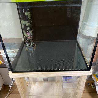 受け渡し予定者有り ガラス水槽 600×450×500 マーフィード