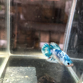 熱帯魚 闘魚ベタプラカット自家繁殖個体 としきち 倉吉のその他の中古あげます 譲ります ジモティーで不用品の処分 熱帯魚 闘魚ベタプラカット自家繁殖個体 としきち 倉吉のその他の中古あげます 譲ります ジモティーで不用品の処分