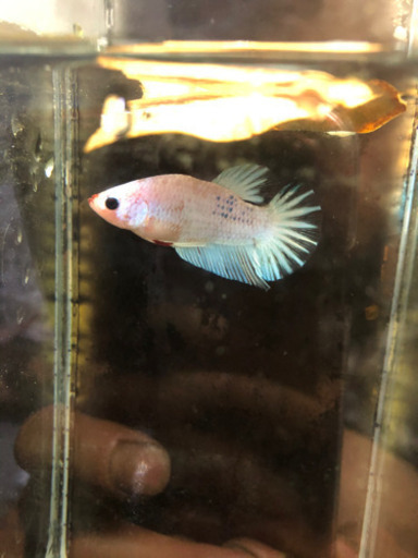 熱帯魚 闘魚ベタプラカット自家繁殖個体 としきち 倉吉のその他の中古あげます 譲ります ジモティーで不用品の処分