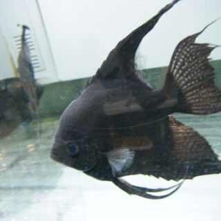 千葉県の中古熱帯魚が無料 格安で買える ジモティー 千葉県の中古熱帯魚が無料 格安で買える ジモティー