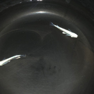 メダカ　プラチナ星河リアルロングフィン　稚魚　１匹￥500