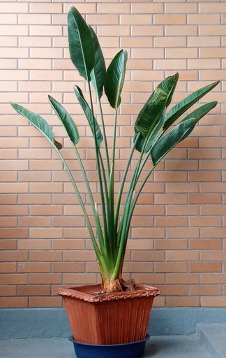 ストレチア【テラコッタ鉢植】花芽付き極楽鳥花「バードパラダイス」