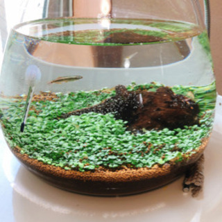 東京都の中古金魚鉢が無料 格安で買える ジモティー