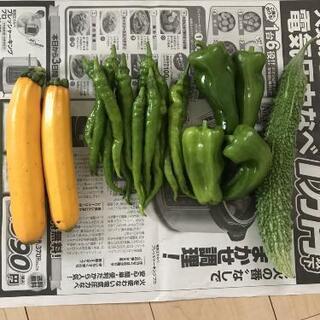 お話中♪無農薬、野菜