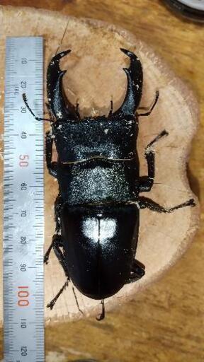 スラウェシオオヒラタクワガタ♂