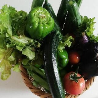 【ネット決済】朝取り夏野菜いろいろ一籠