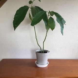 アボカドの鉢植え(高さ69cm)