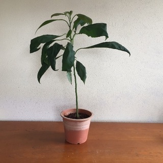 アボカドの鉢植え(高さ58cm)