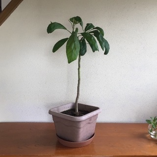 アボカド鉢植え(高さ72cm)