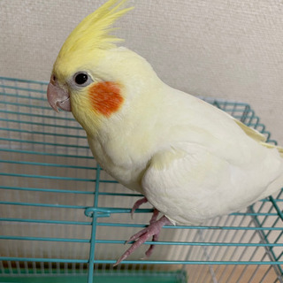 オカメインコ保護しました - 枚方市