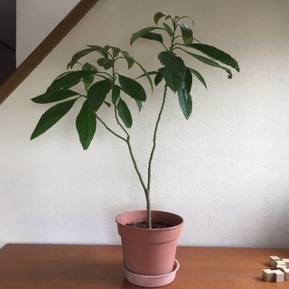 アボカドの鉢植え(高さ95cm)