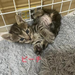 かぎしっぽ♪キジ猫 里親募集メス