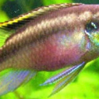 【ネット決済】お話中　値下げ　熱帯魚　ペルヴィカクロミス・プルケール