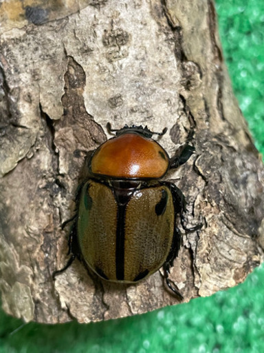 ヨツボシヒナカブト　♀単　即ブリ