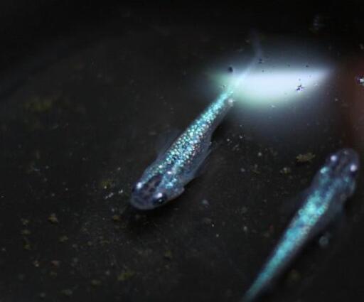 サファイア 静楽庵様 血統 卵 ５個 めだか 黒ラメ みゆき メダカ 大森めだか 平和島の家具の中古あげます 譲ります ジモティーで不用品の処分