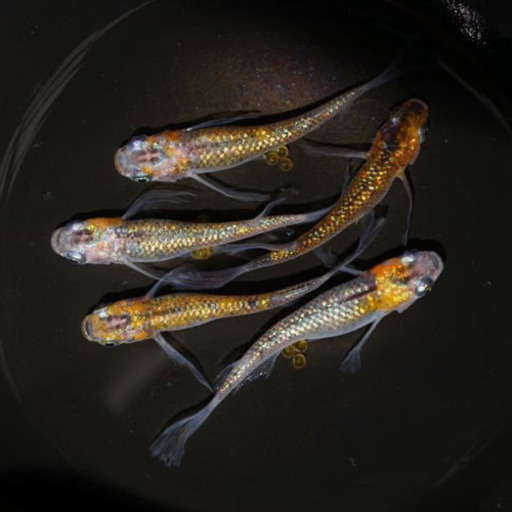 メダカ忘却の翼　卵15個+α
