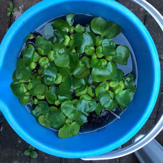 幹之メダカ稚魚飼育セット